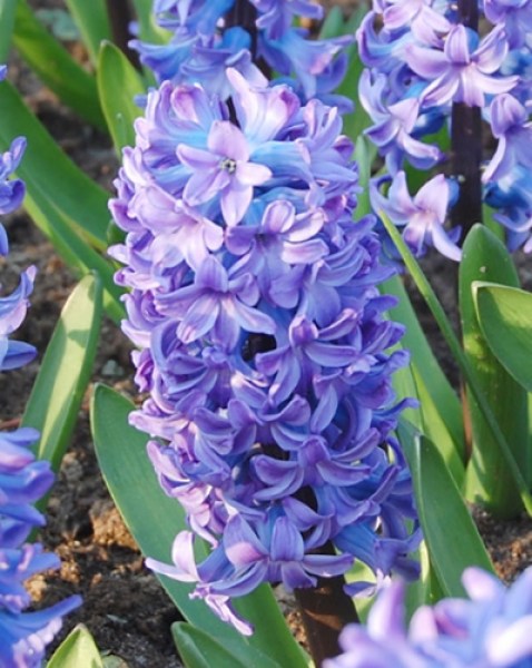 delfts blauw.jpg